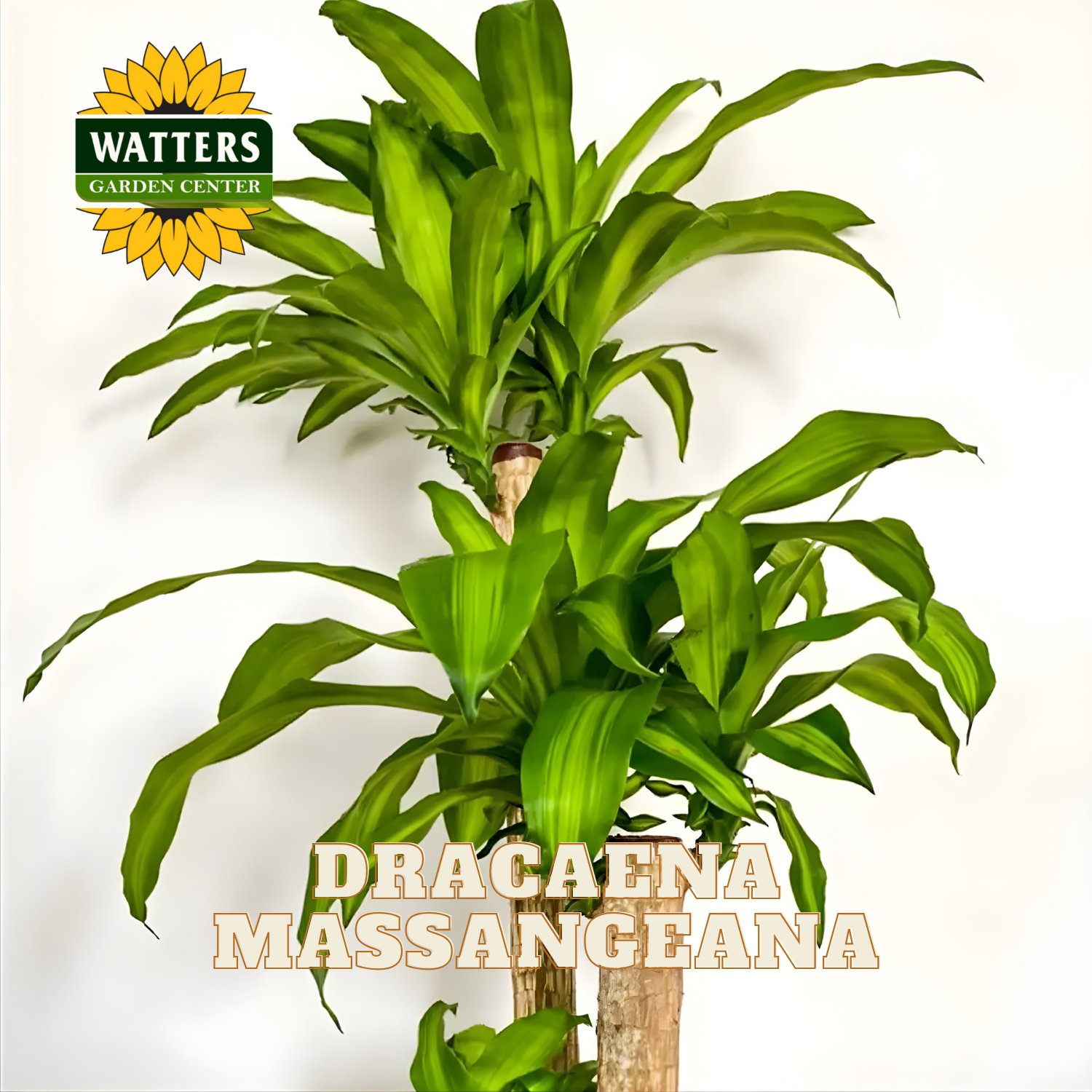Dracaena Massangeana plant with Watters Garden Center logo on a white background