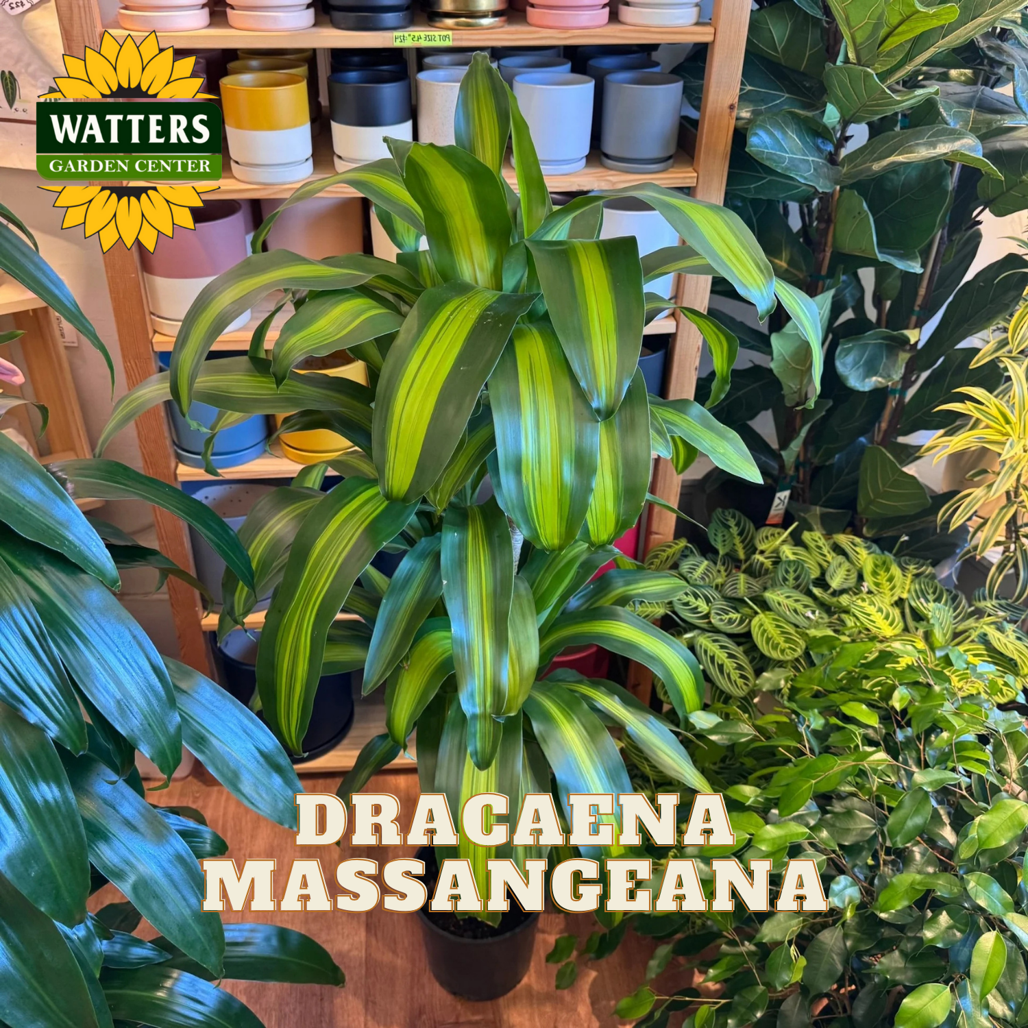 Dracaena Massangeana plant in a pot with Watters Garden Center branding in the background.