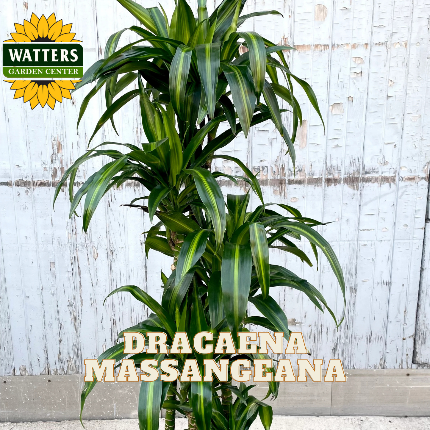 Dracaena Massangeana plant with Watters Garden Center branding against a wooden background