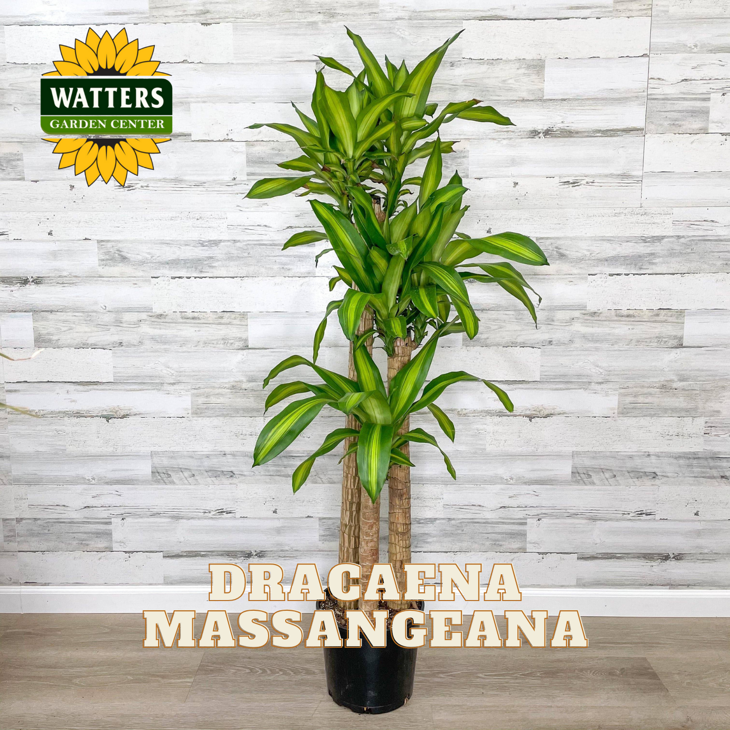 Dracaena Massangeana plant with Watters Garden Center logo on a wooden floor and light wood paneled wall.