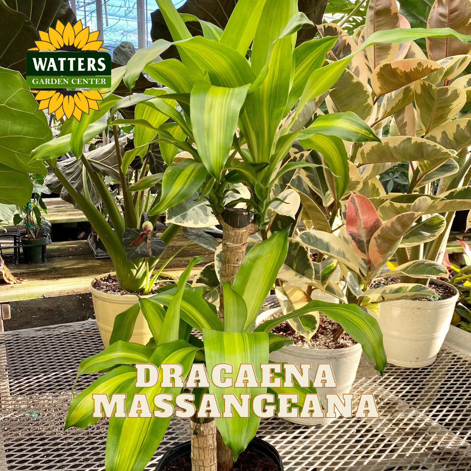Dracaena Massangeana plant in a greenhouse setting with Watters Garden Center branding.