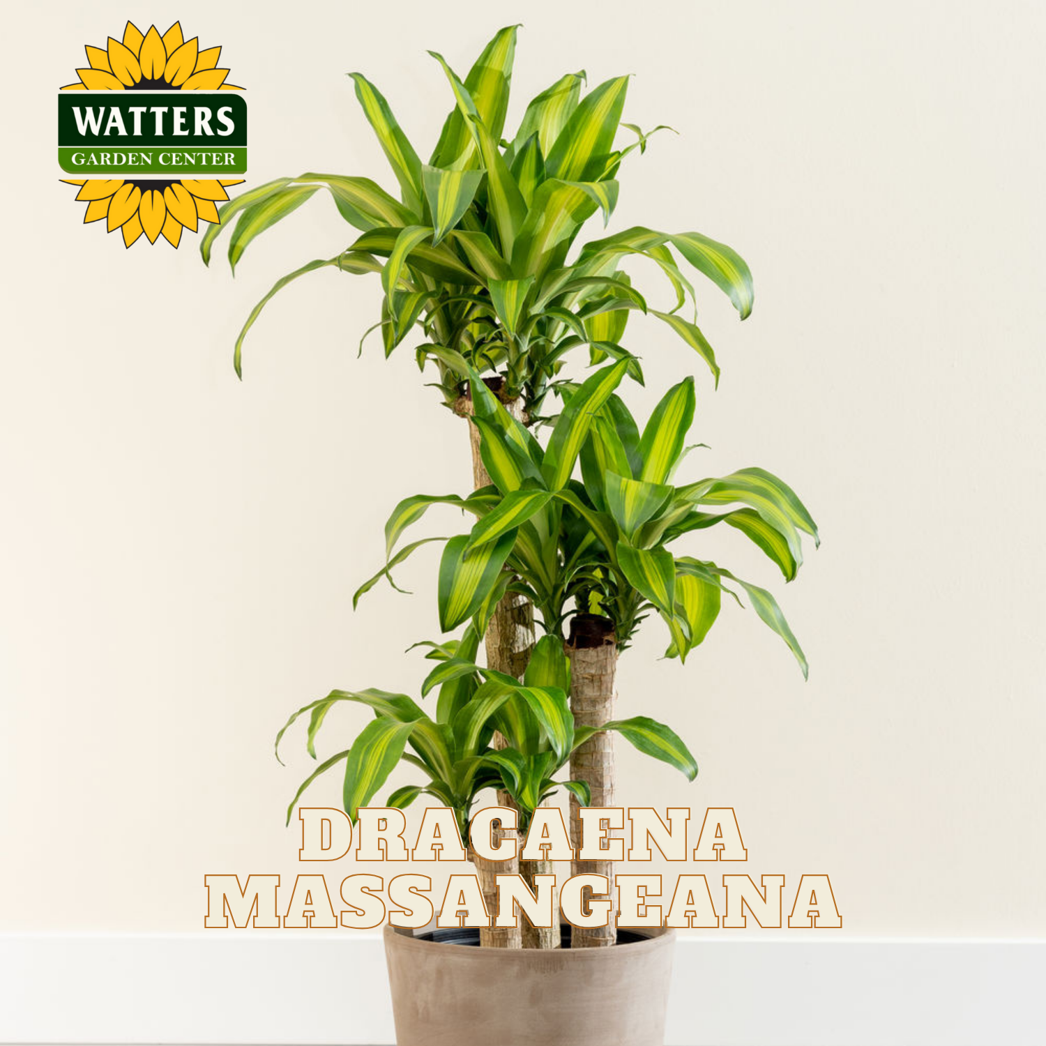 Potted Dracaena Massangeana plant with Watters Garden Center logo on a beige background