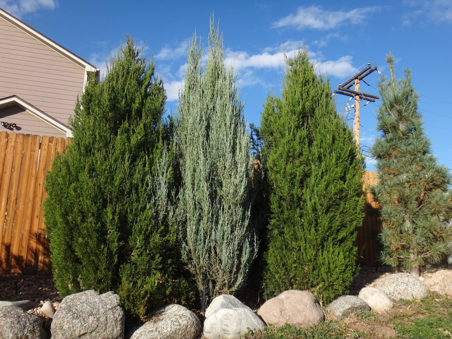 WOODWARD JUNIPER TREE 5gal