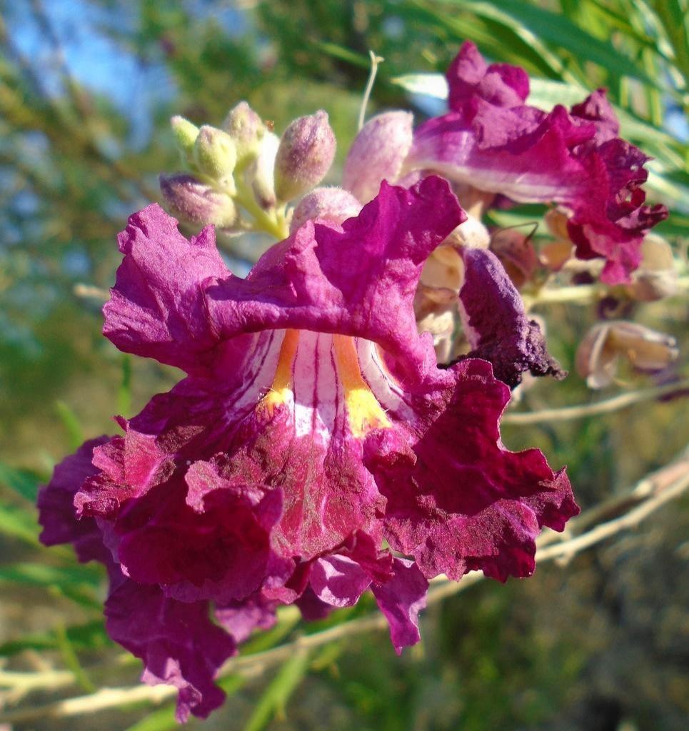 BURGUNDY DESERT WILLOW TREE 15gal