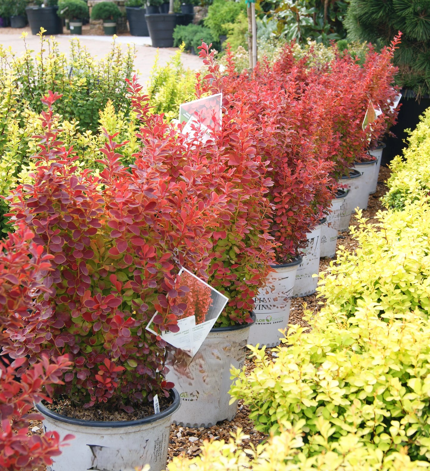 ORANGE ROCKET BARBERRY 3gal