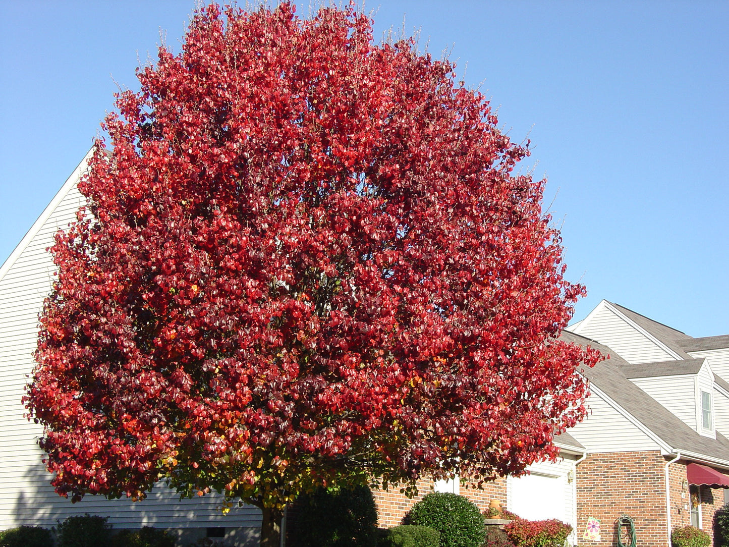 BRADFORD FLOWERING PEAR TREE 15gal