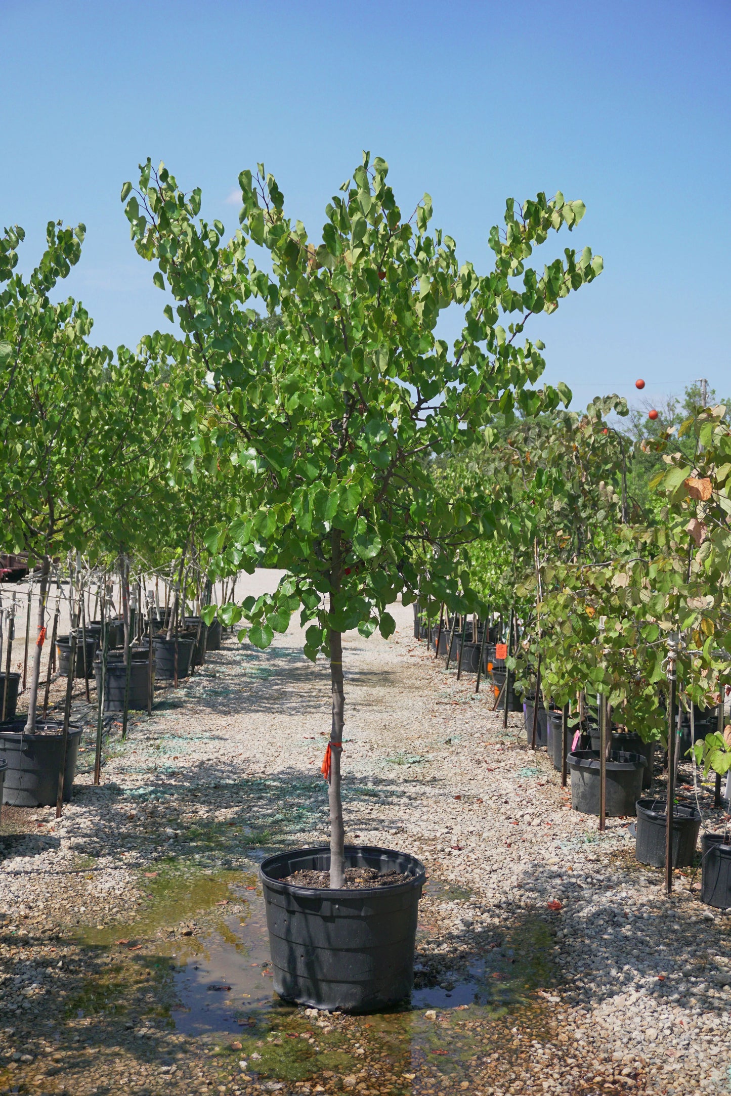 OKLAHOMA REDBUD TREE 5gal
