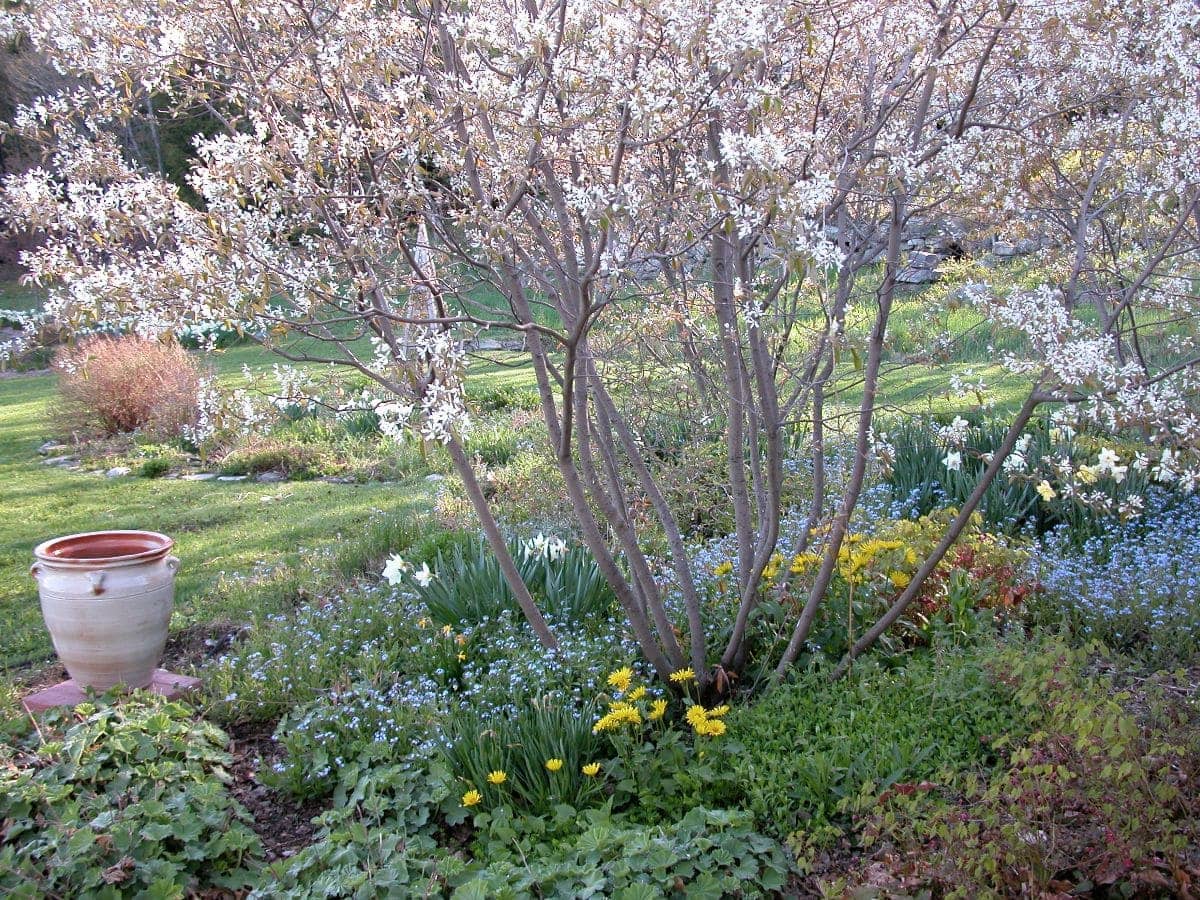 AUTUMN BRILLIANCE SERVICEBERRY 5gal