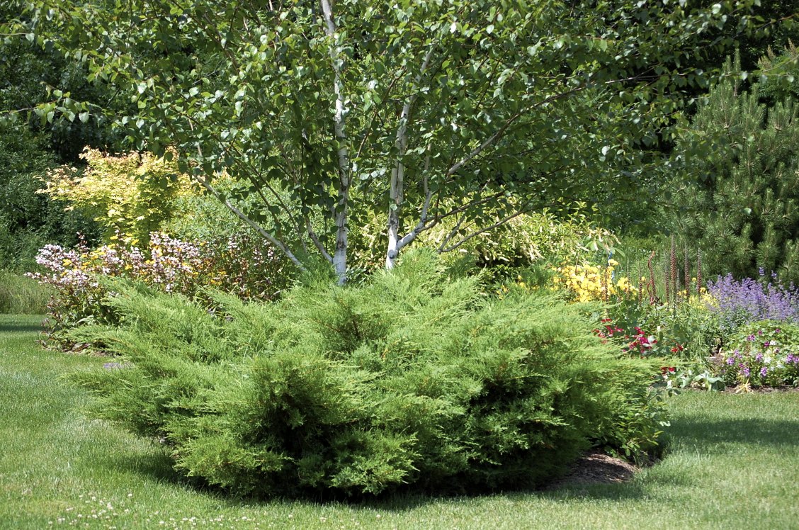 MINT JULEP JUNIPER 2gal