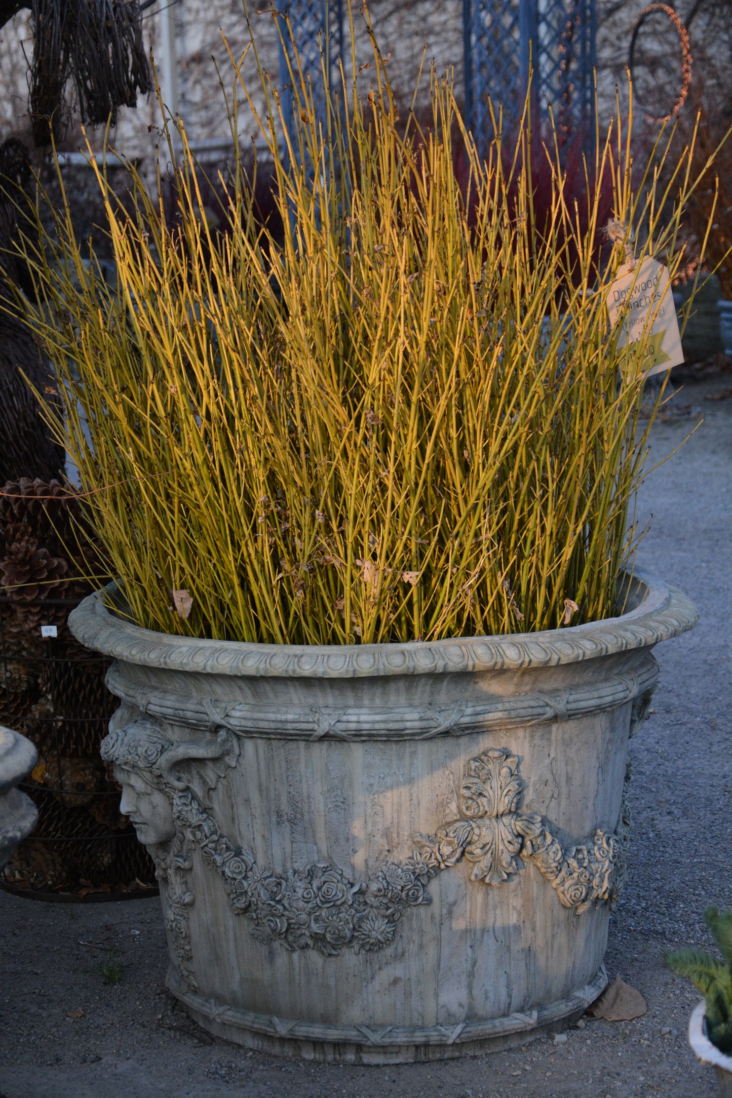 YELLOW TWIG DOGWOOD 5gal