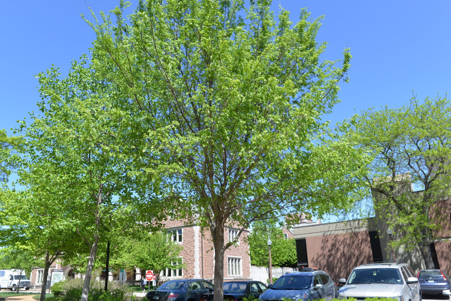 FRONTIER ELM TREE 15gal