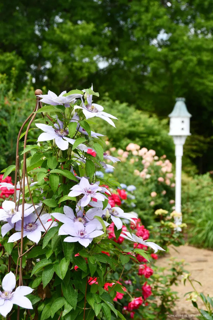 BOULEVARD CHEROKEE CLEMATIS 2gal