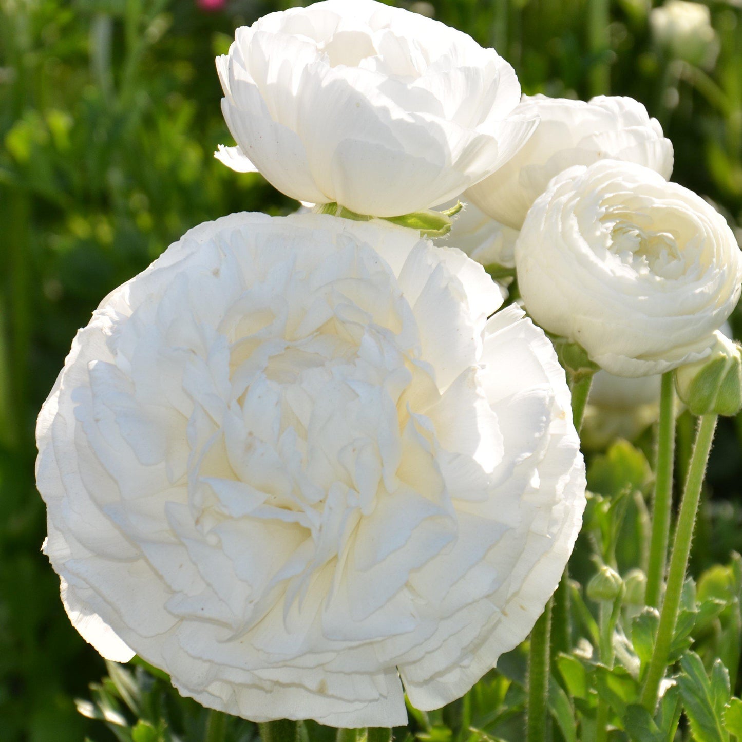 Ranunculus - Tecolote White