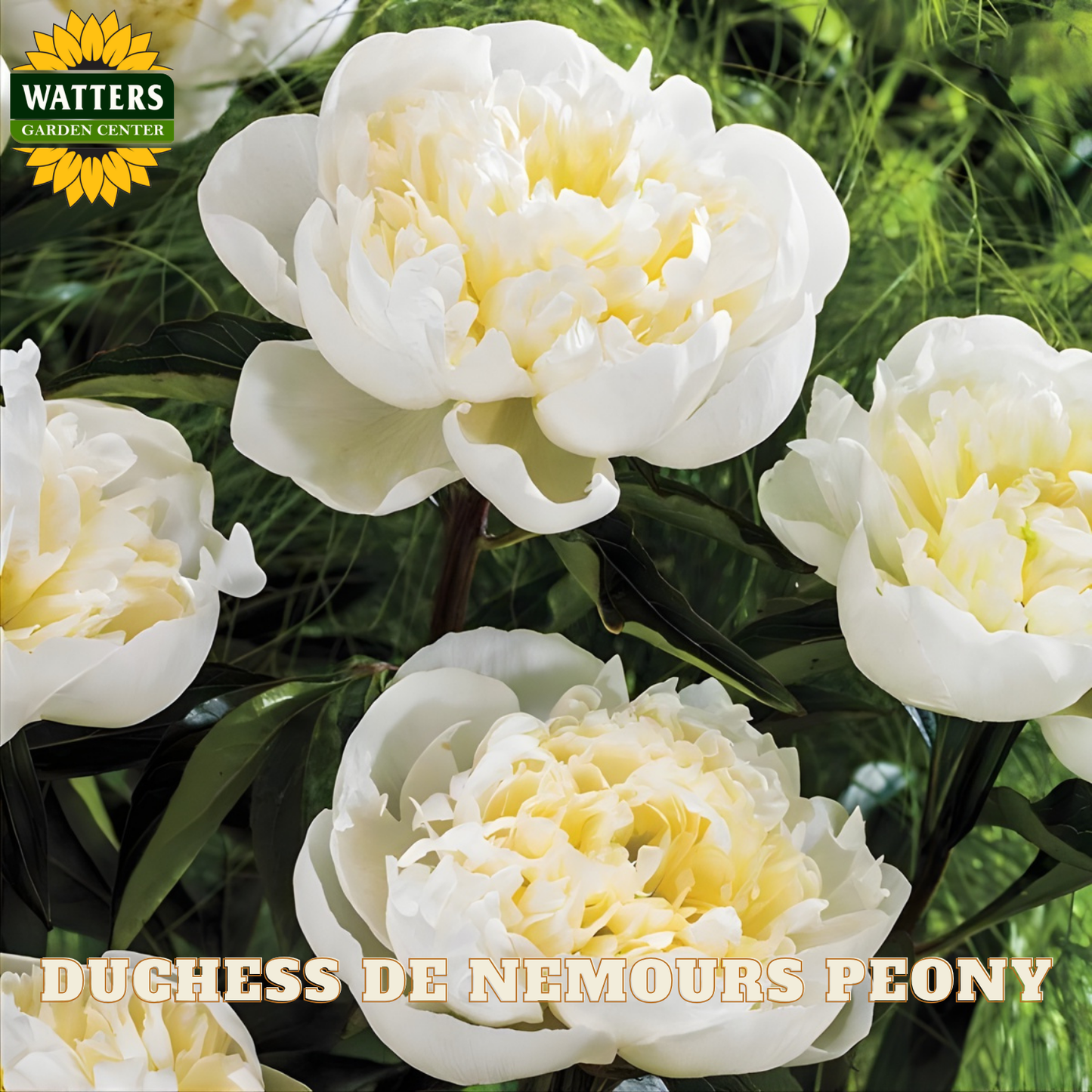 White peony flowers with yellow centers on a green background, featuring Watters Garden Center branding.