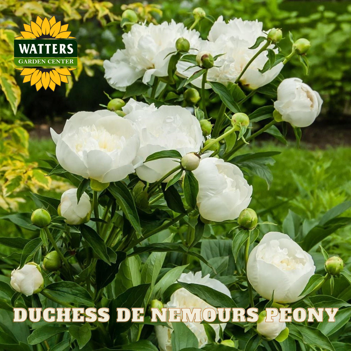 White peony flowers with Watters Garden Center logo and 'Duchess de Nemours Peony' text.