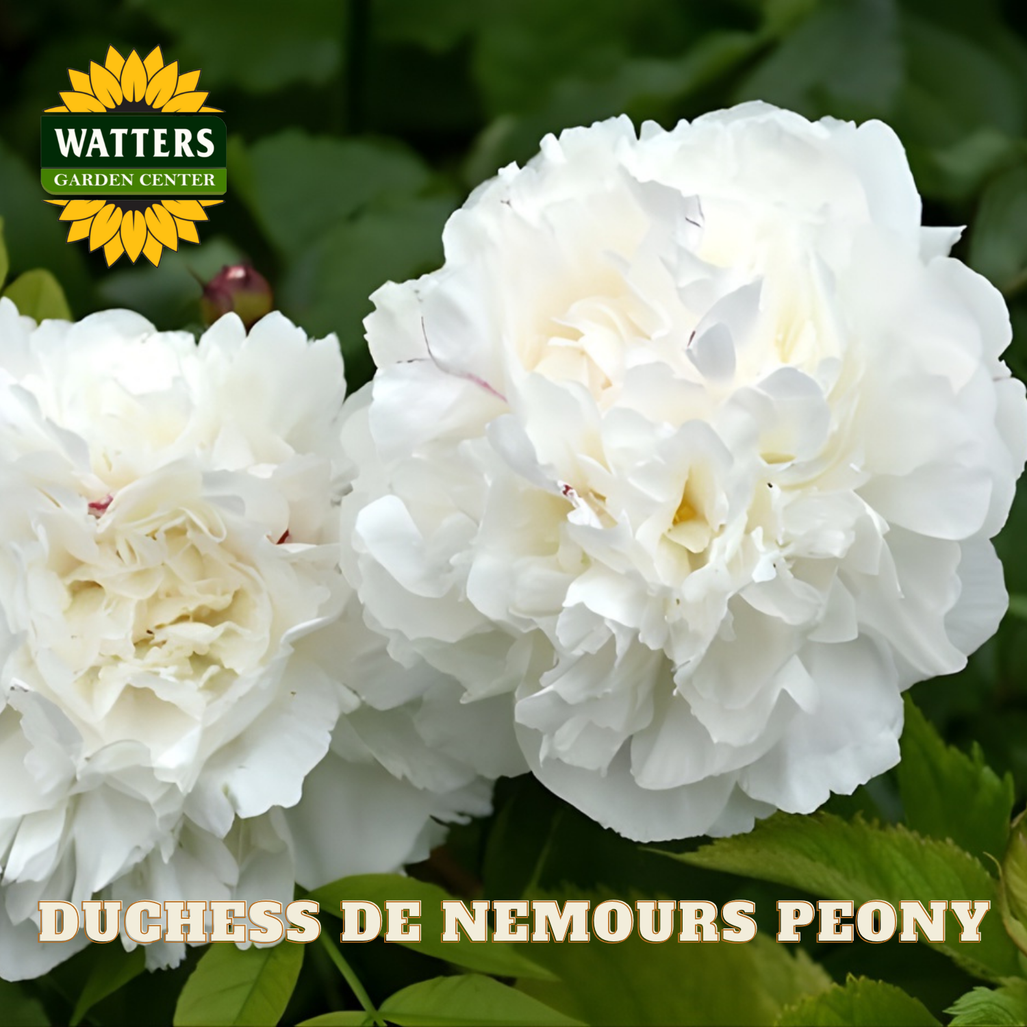 White peony flowers with Watters Garden Center logo and 'Duchess de Nemours Peony' text.