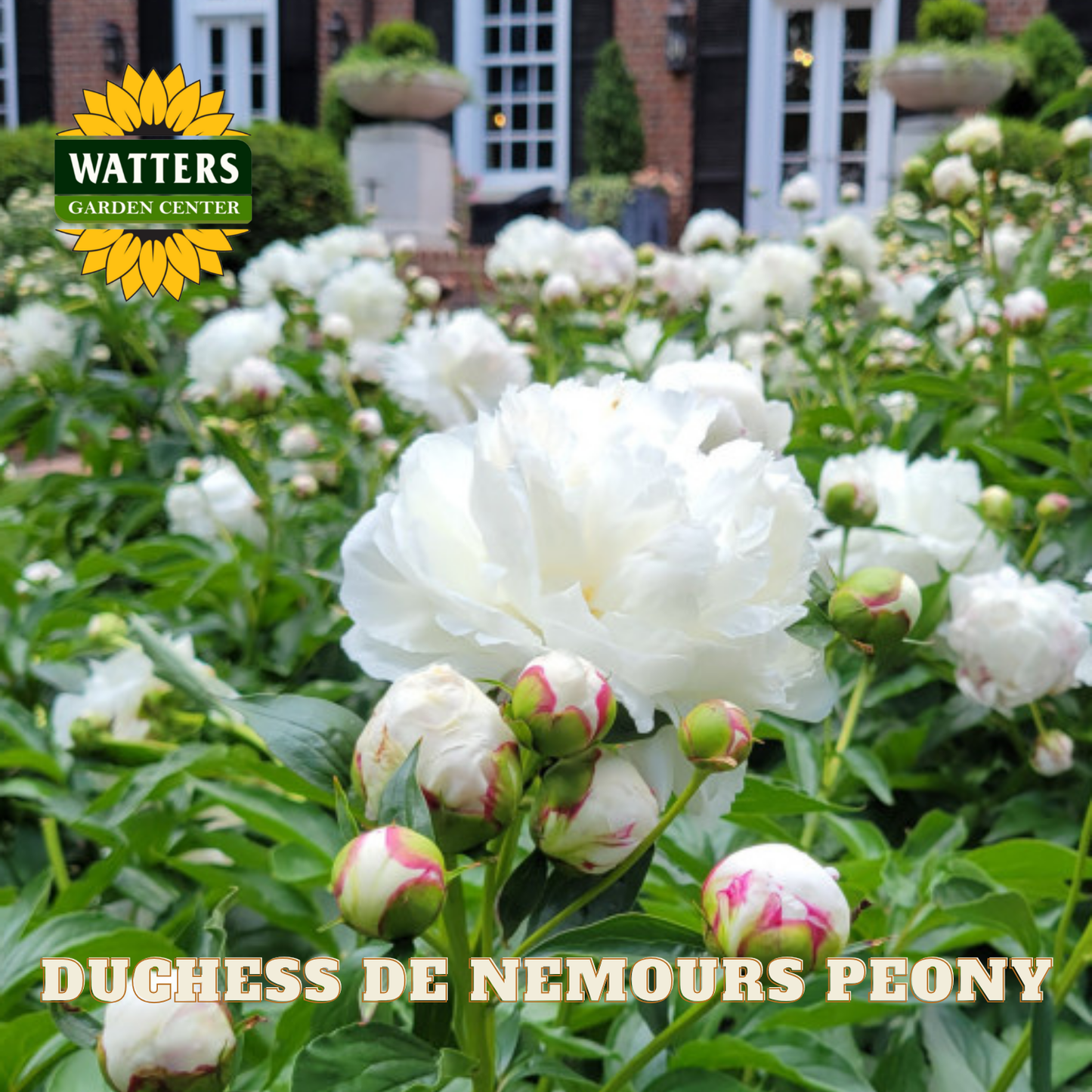 White peony flowers with buds in a garden setting, featuring Watters Garden Center logo.