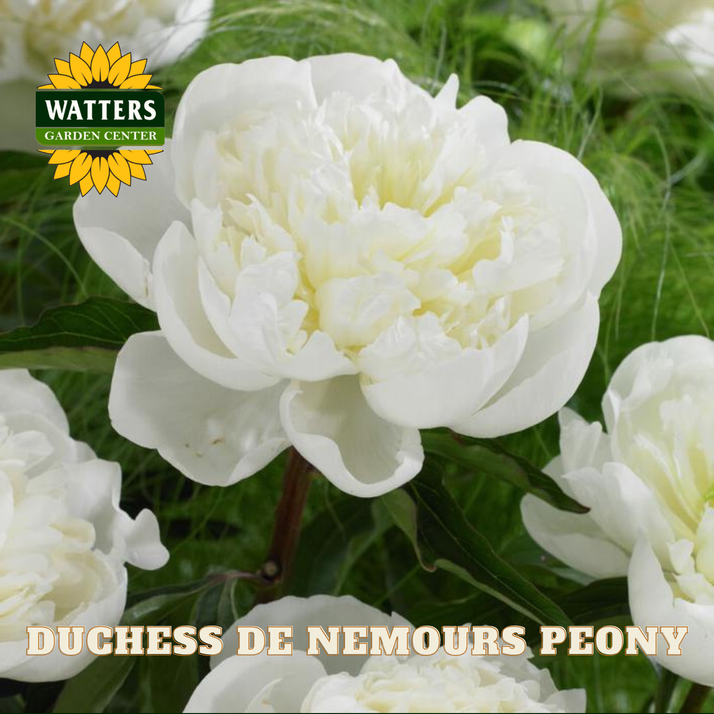 White peony flowers with Watters Garden Center logo and 'Duchess de Nemours Peony' text.