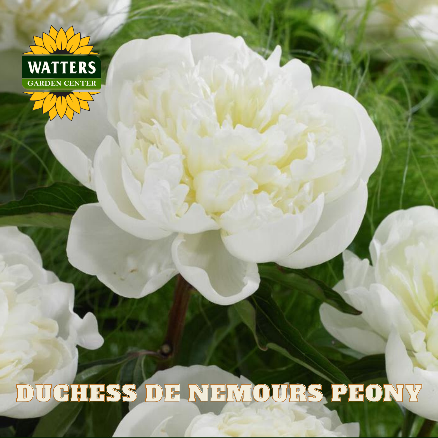 White peony flowers with Watters Garden Center logo and 'Duchess de Nemours Peony' text.