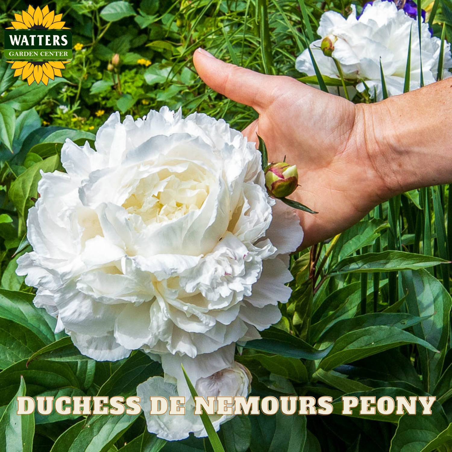 White peony flower with a hand touching it, set against a garden background with 'Watters Garden Center' branding.