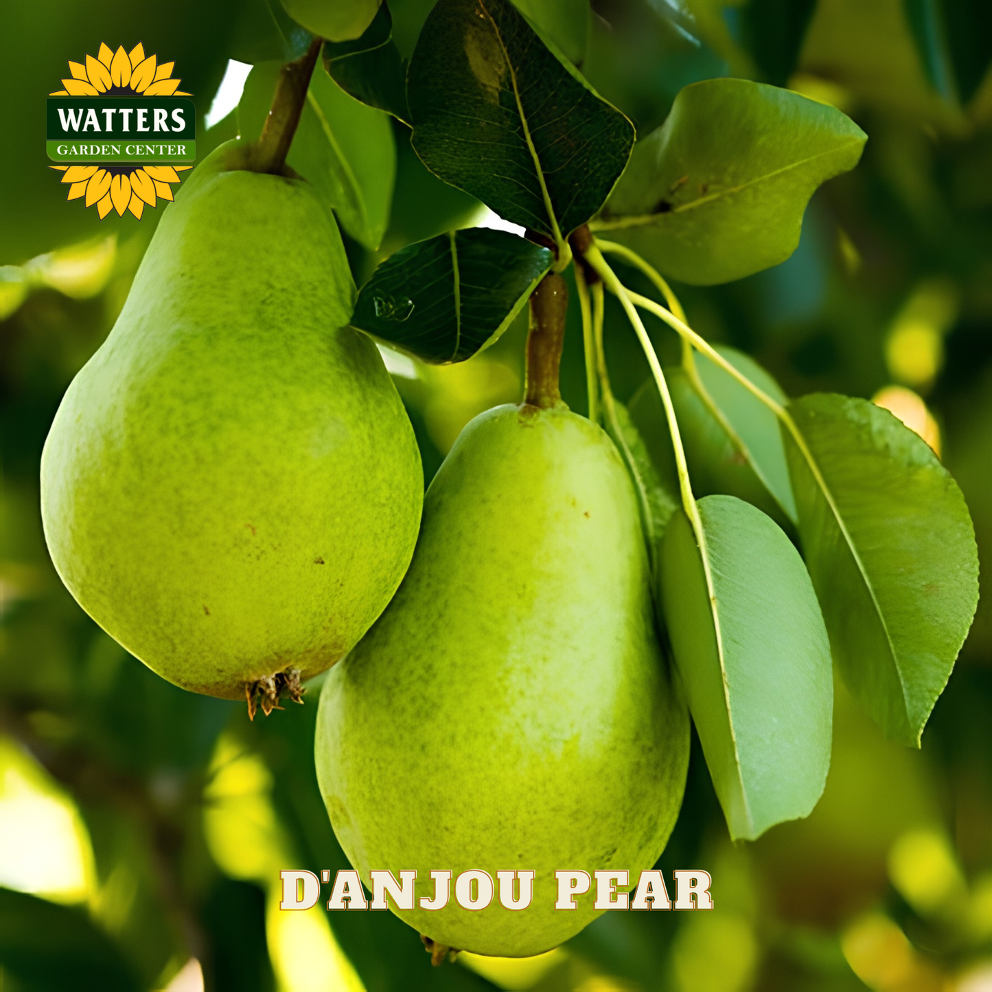 Two green D'anjou pears hanging on a tree branch with Watters Garden Center logo.