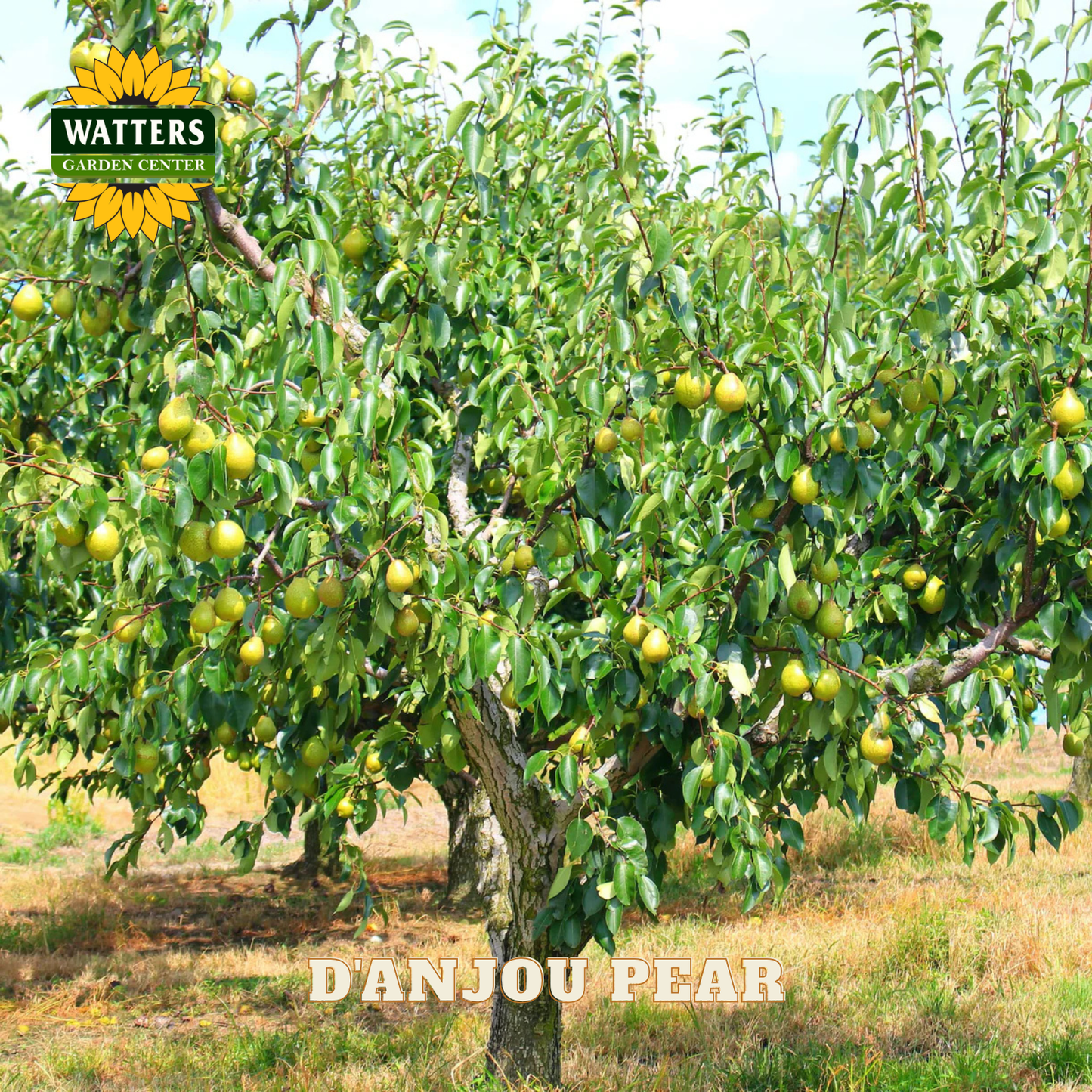 D'anjou pear tree with Watters Garden Center Logo
