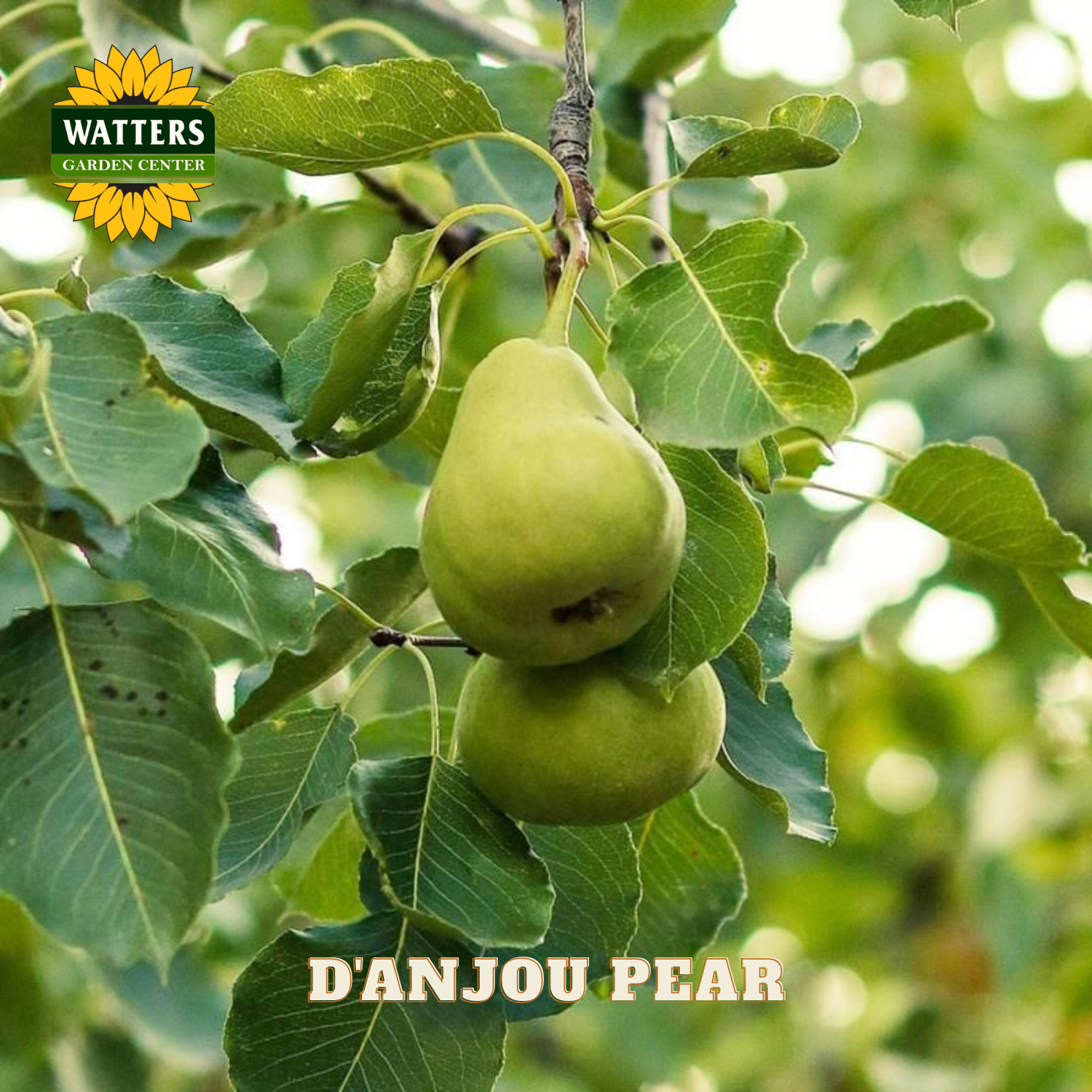 Two green pears on a tree branch with 'Watters Garden Center' logo and 'D'anjou Pear' text.