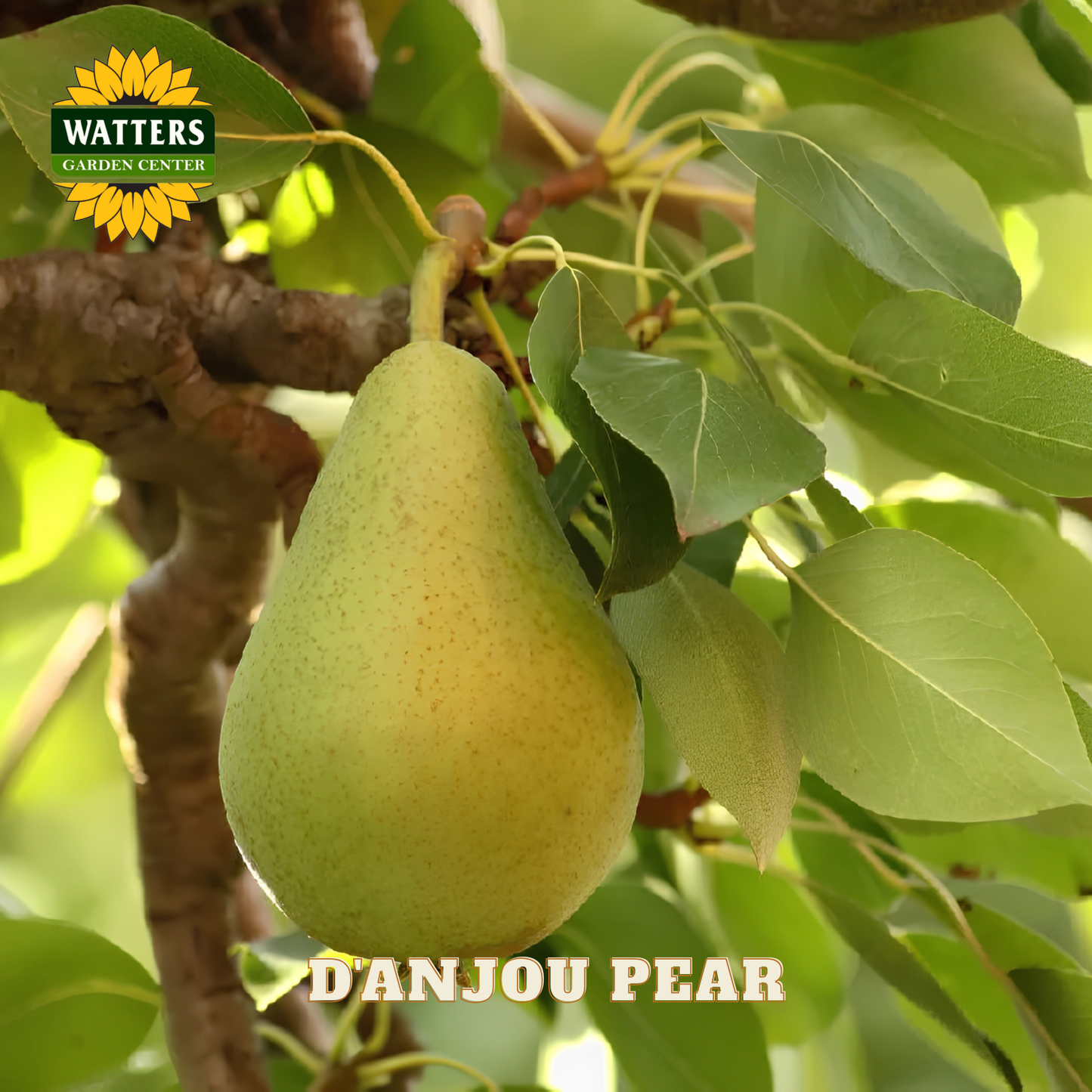 D'anjou pear hanging from a tree with Watters Garden Center branding.