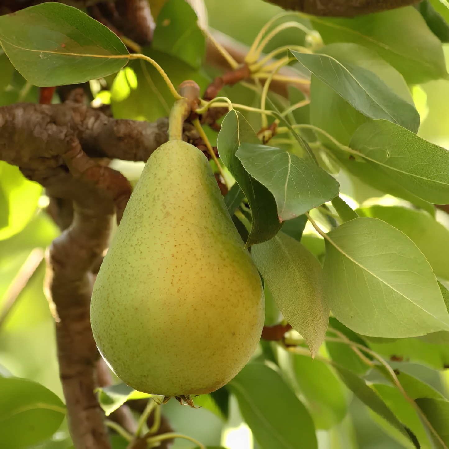 Green pear hanging from a tree branch with leaves.