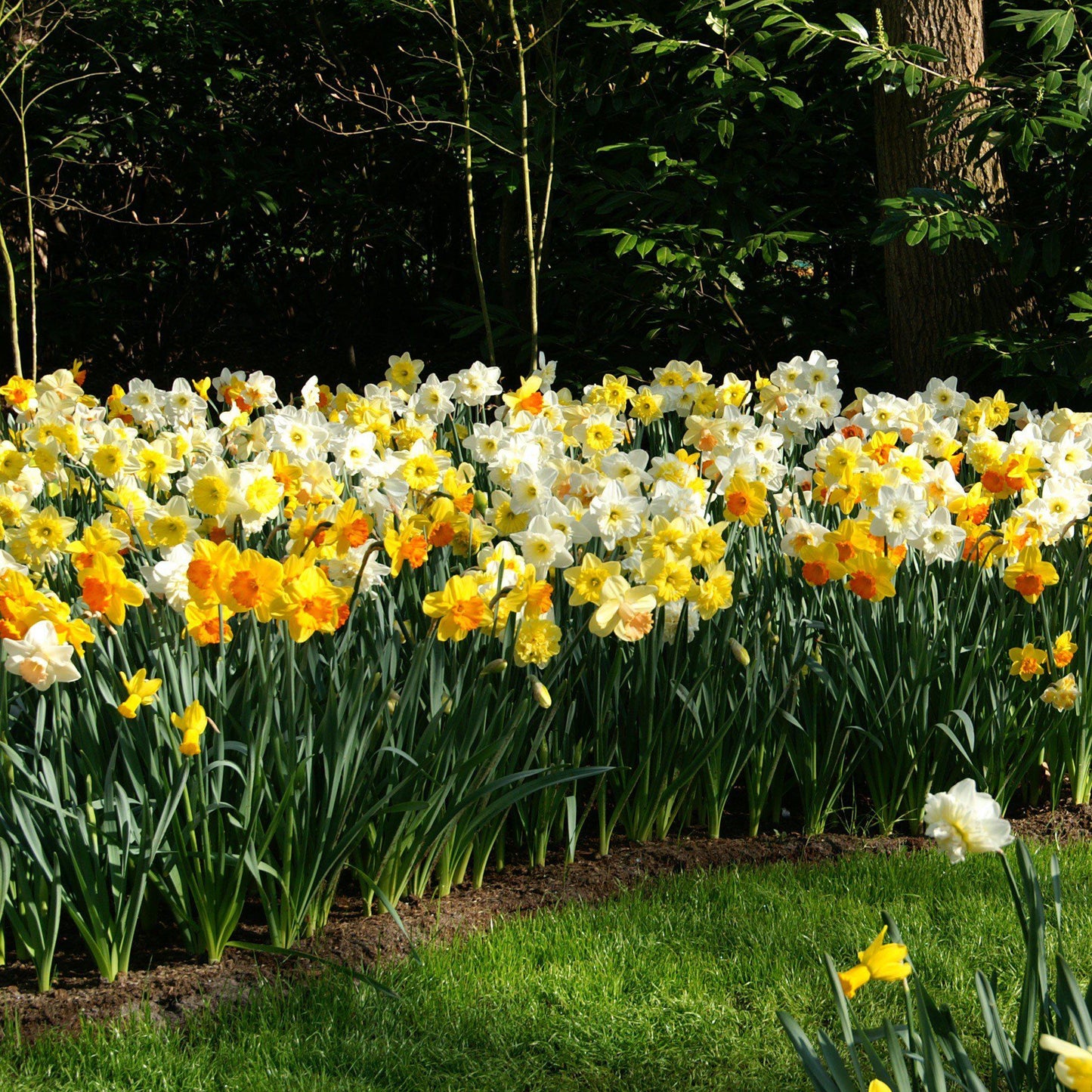 Narcissus - Daffodil Classic Trumpet Mix