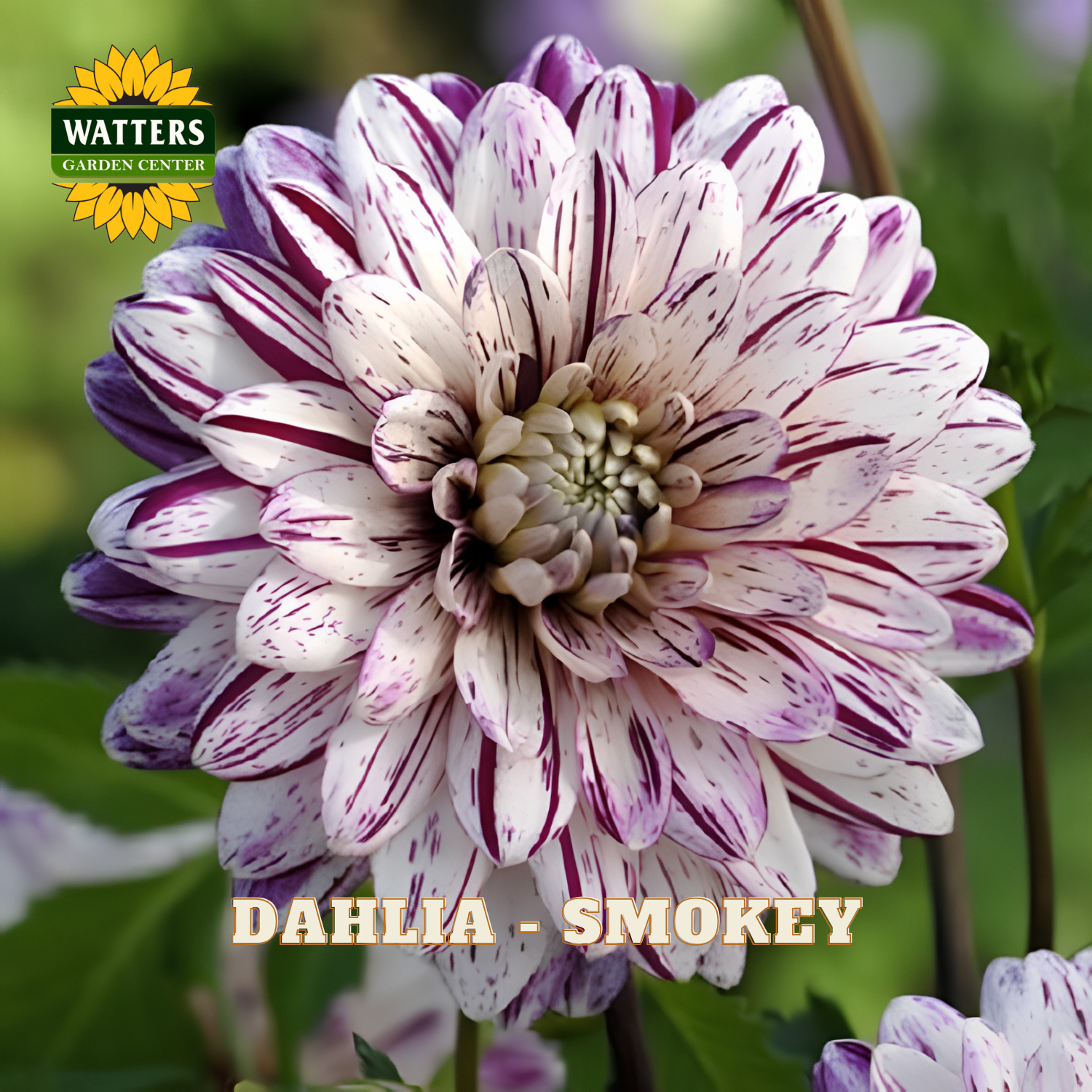 Close-up of a purple and white dahlia flower with 'Watters Garden Center' logo.