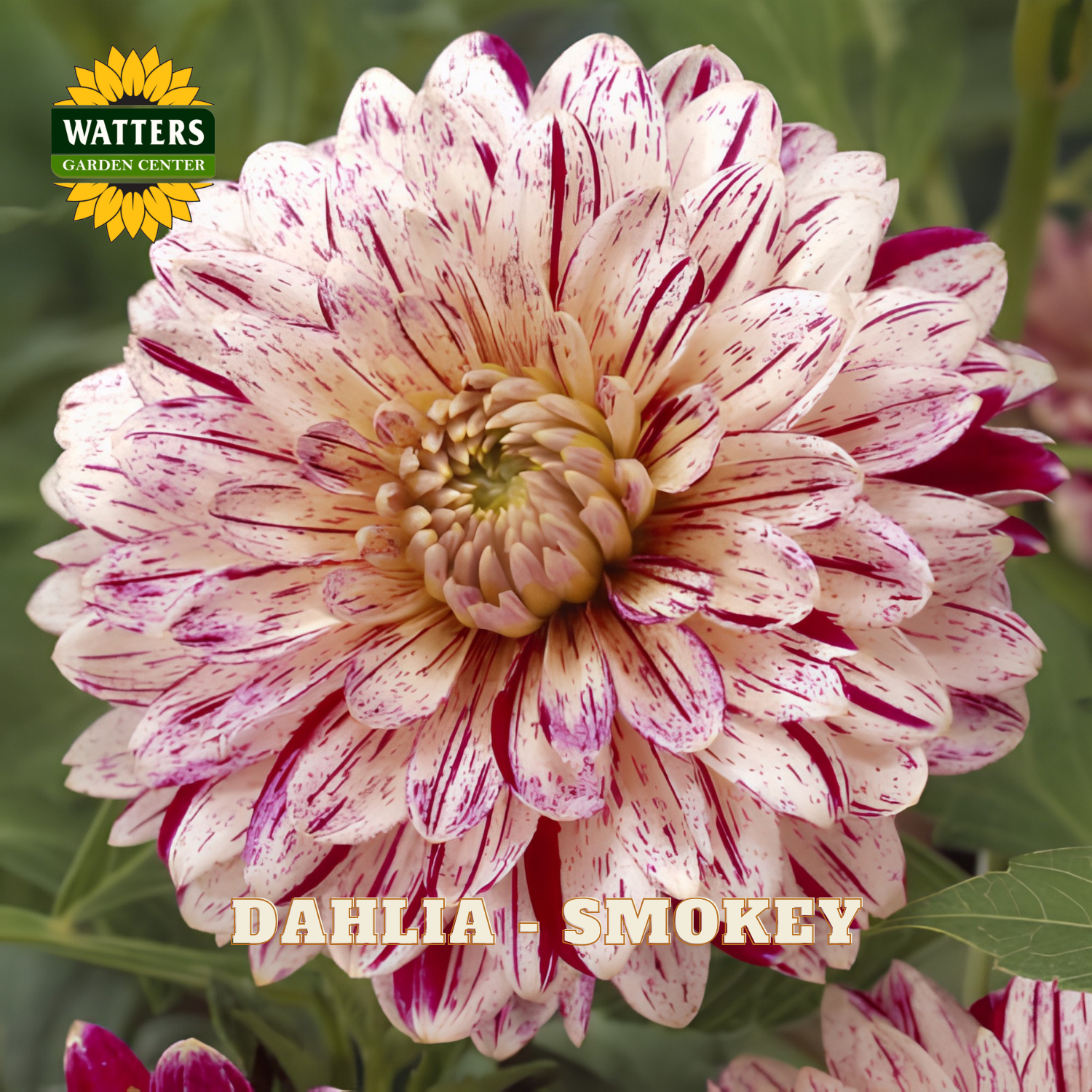 Pink and red dahlia flower with 'Watters Garden Center' logo.