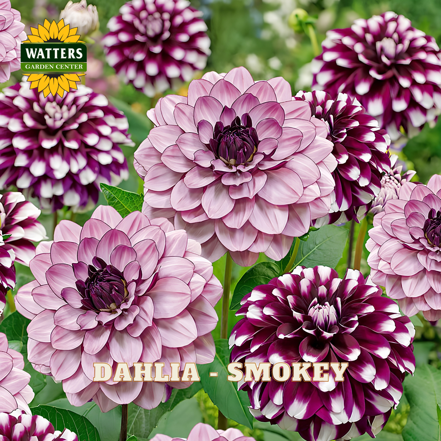 Purple and white dahlias with Watters Garden Center logo.