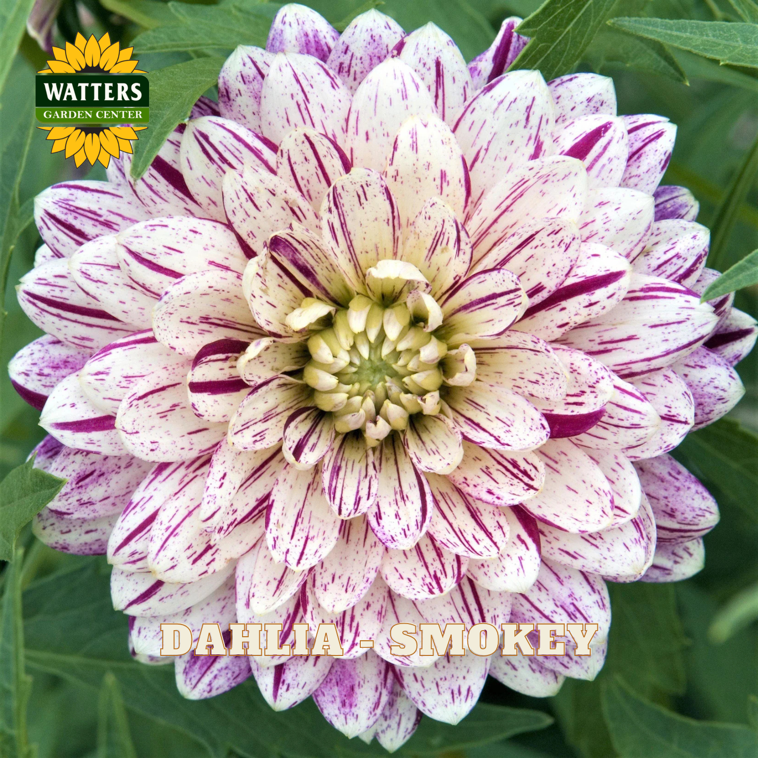 Close-up of a Dahlia Smokey flower with Watters Garden Center branding.