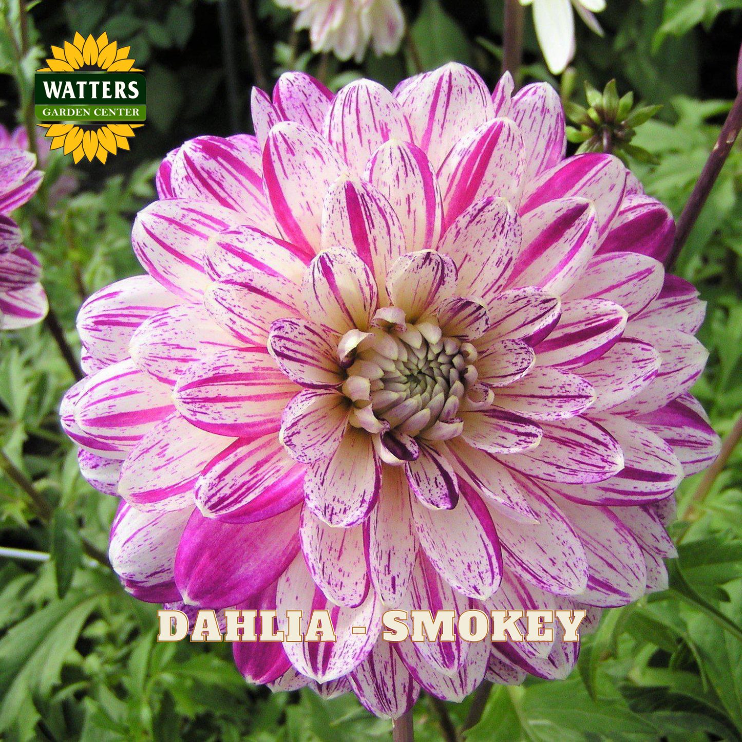 Pink and white striped dahlia flower with 'Watters Garden Center' logo in the corner.