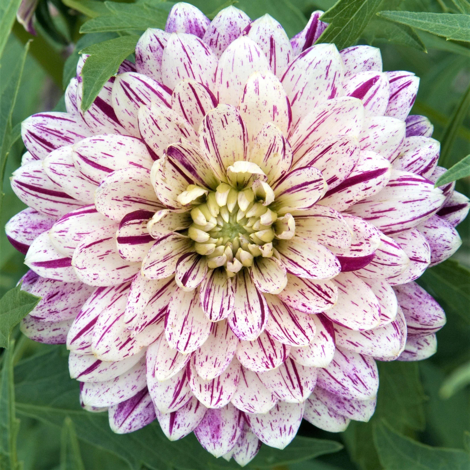 Close-up of a flower with pink and white petals on a green background