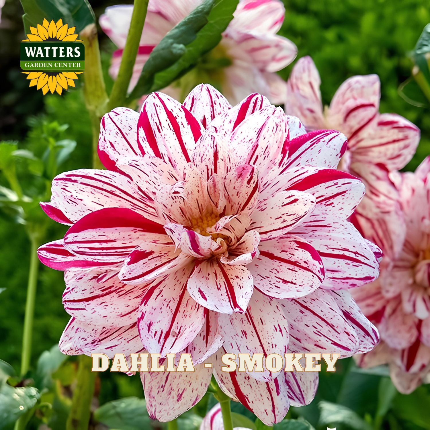 Pink and red dahlia flower with 'Watters Garden Center' logo in the corner.