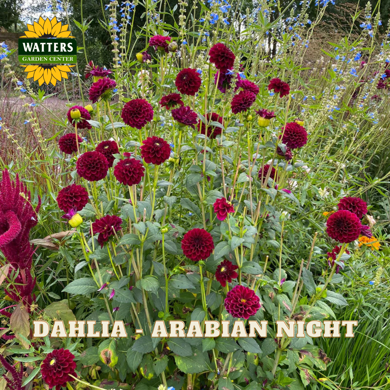 Red dahlias labeled 'Arabian Night' with Watters Garden Center branding.