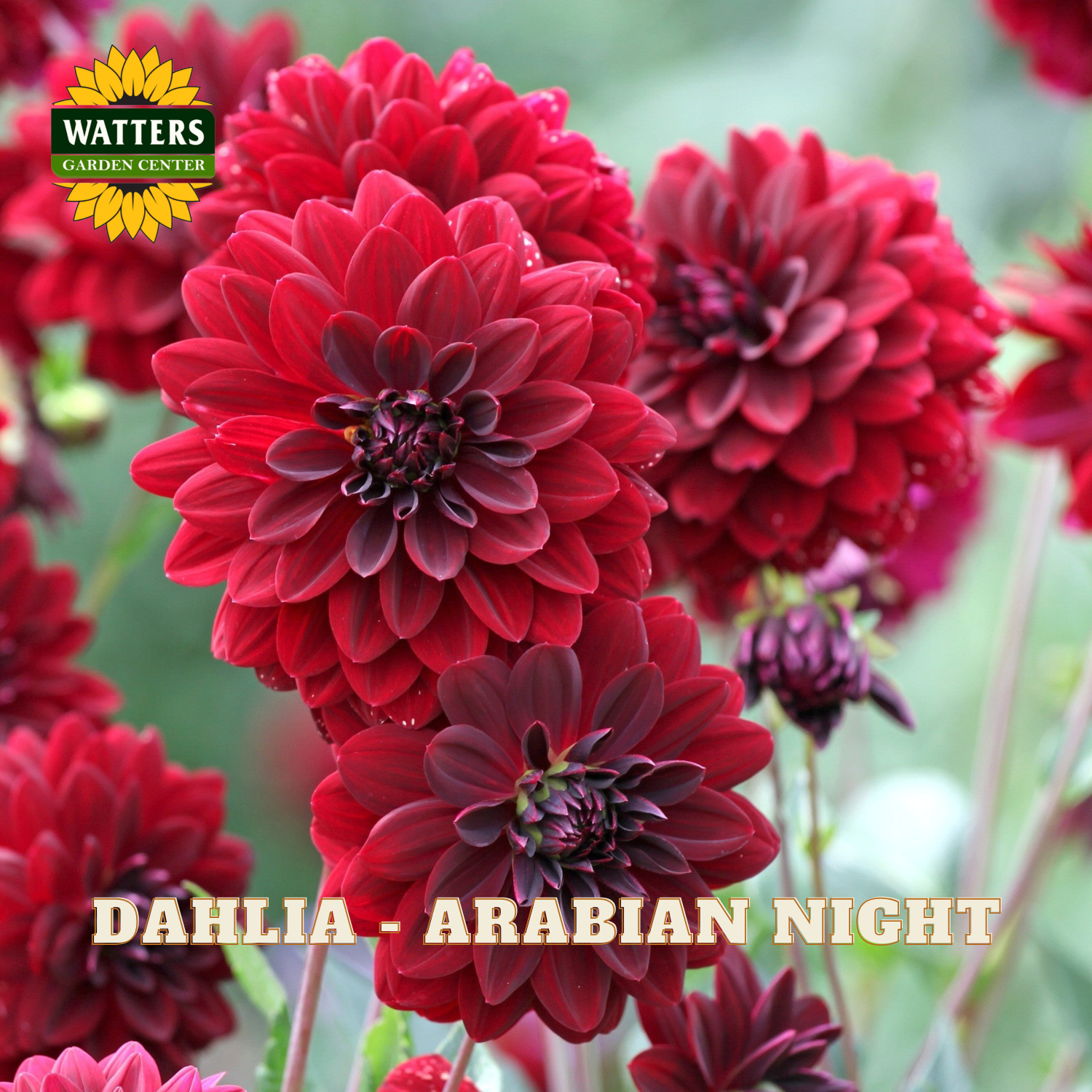 Red dahlias labeled 'Arabian Night' with Watters Garden Center branding.
