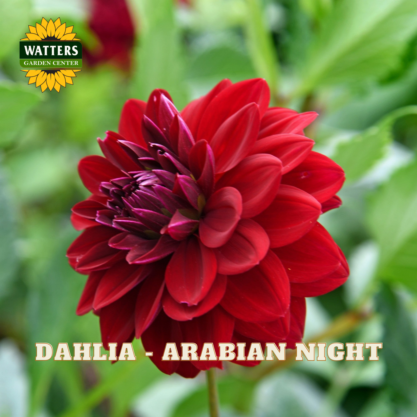 Red dahlia flower with green leaves and Watters Garden Center logo.