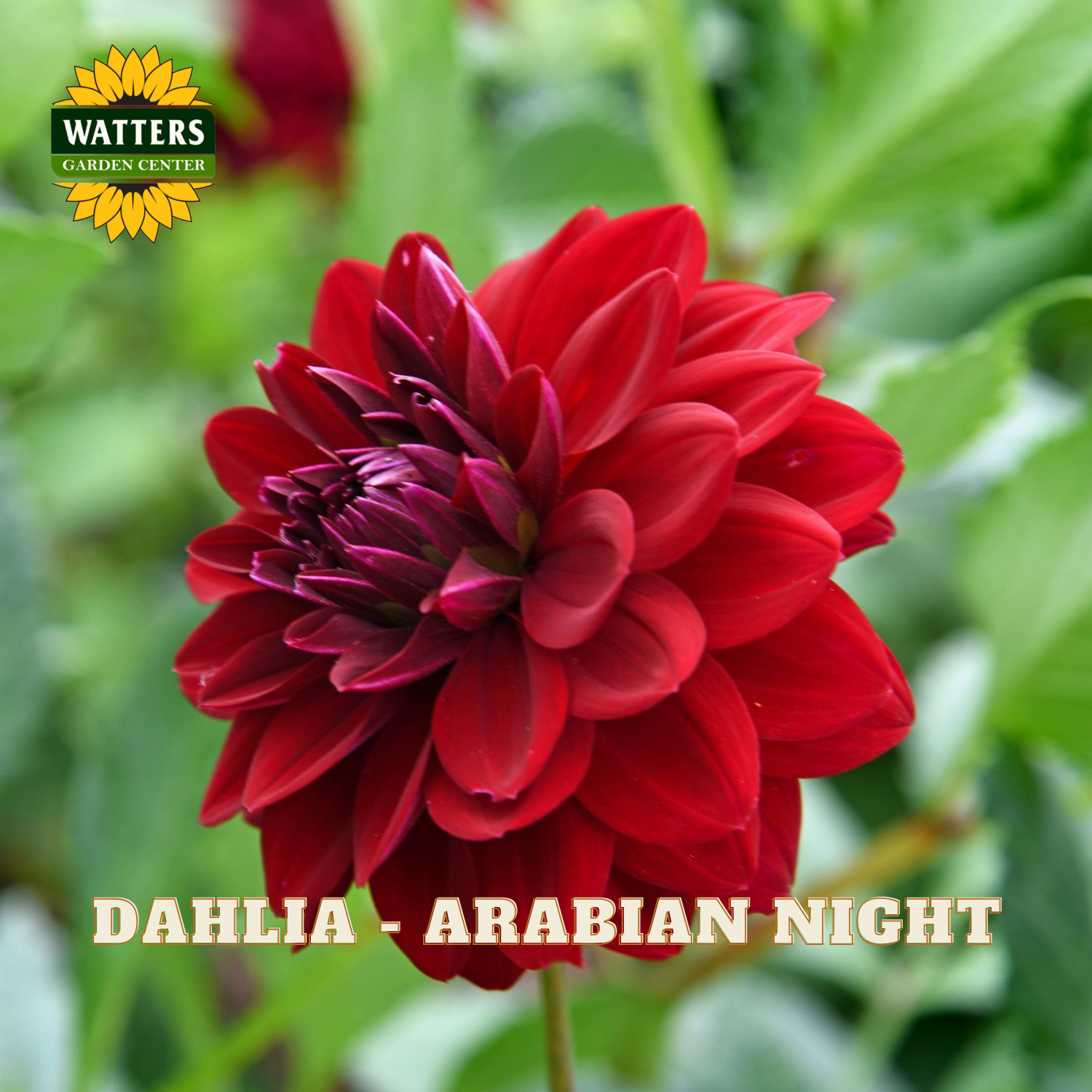 Red dahlia flower with green leaves and Watters Garden Center logo.