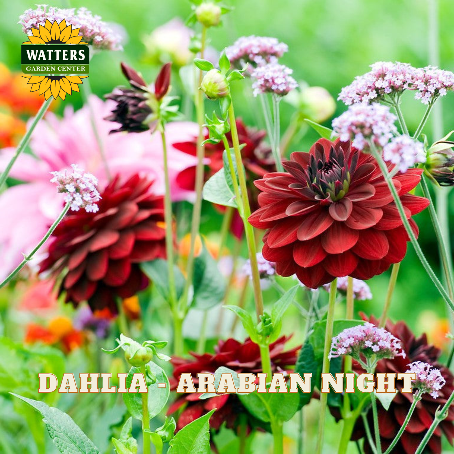 Red dahlia flowers with pink buds and green leaves, labeled 'Dahlia - Arabian Night' with Watters Garden Center logo.