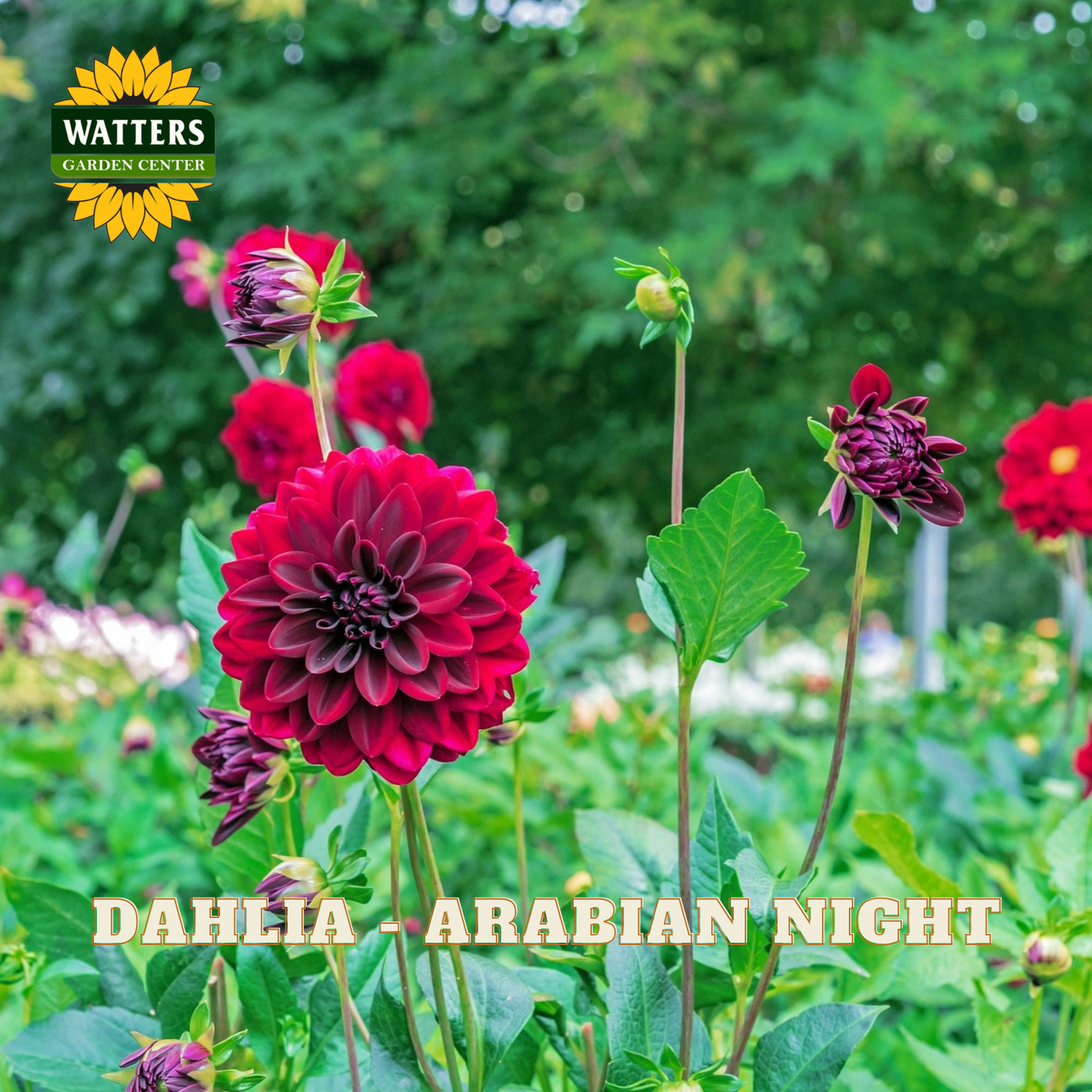 Red dahlia flower with green leaves in a garden setting, featuring Watters Garden Center branding.