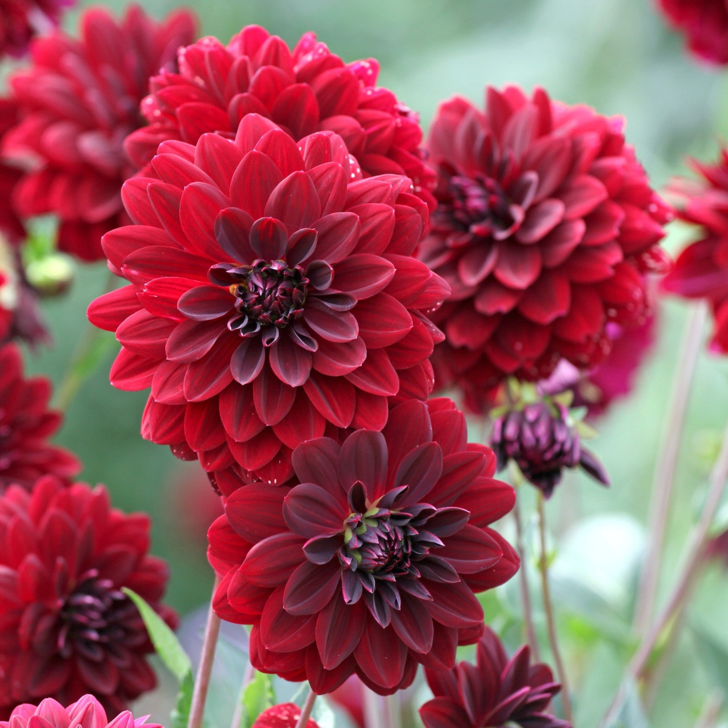 Close-up of vibrant red flowers with a blurred green background