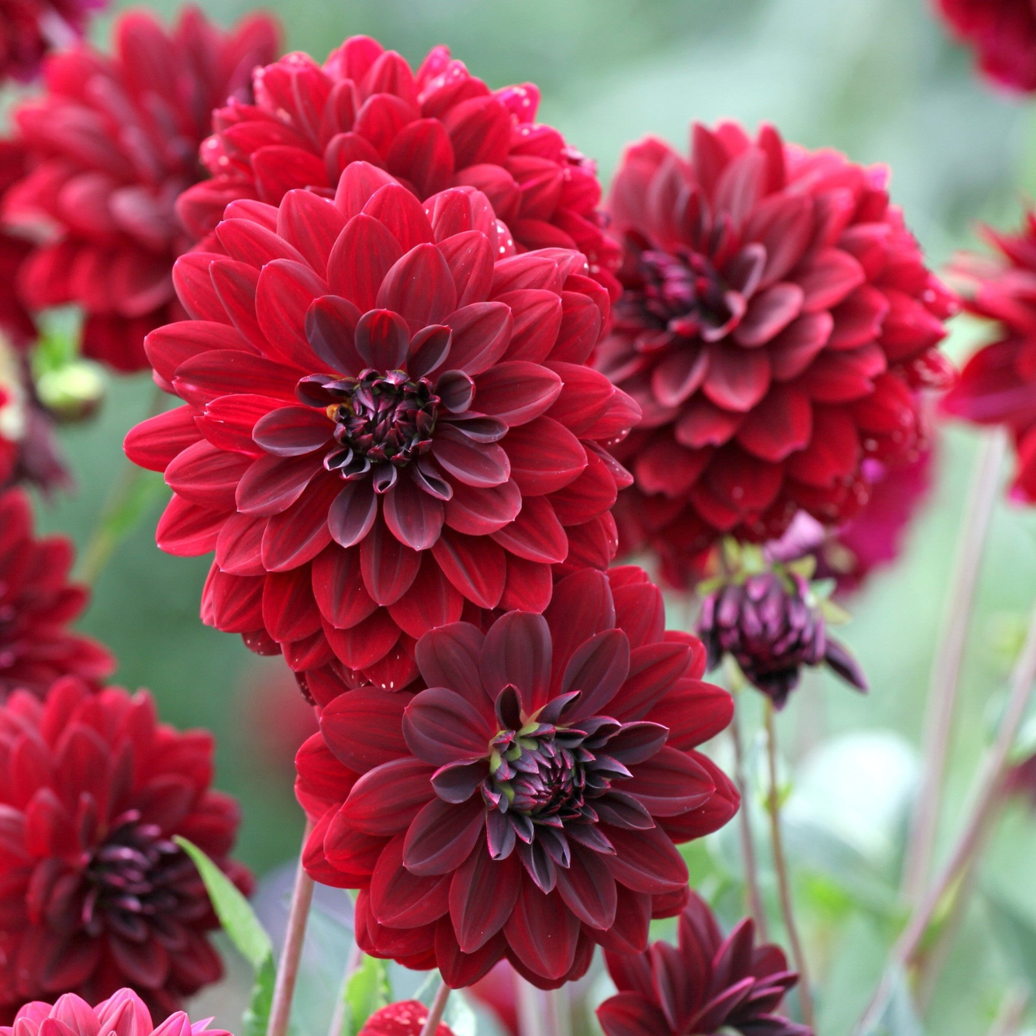 Close-up of vibrant red flowers with a blurred green background