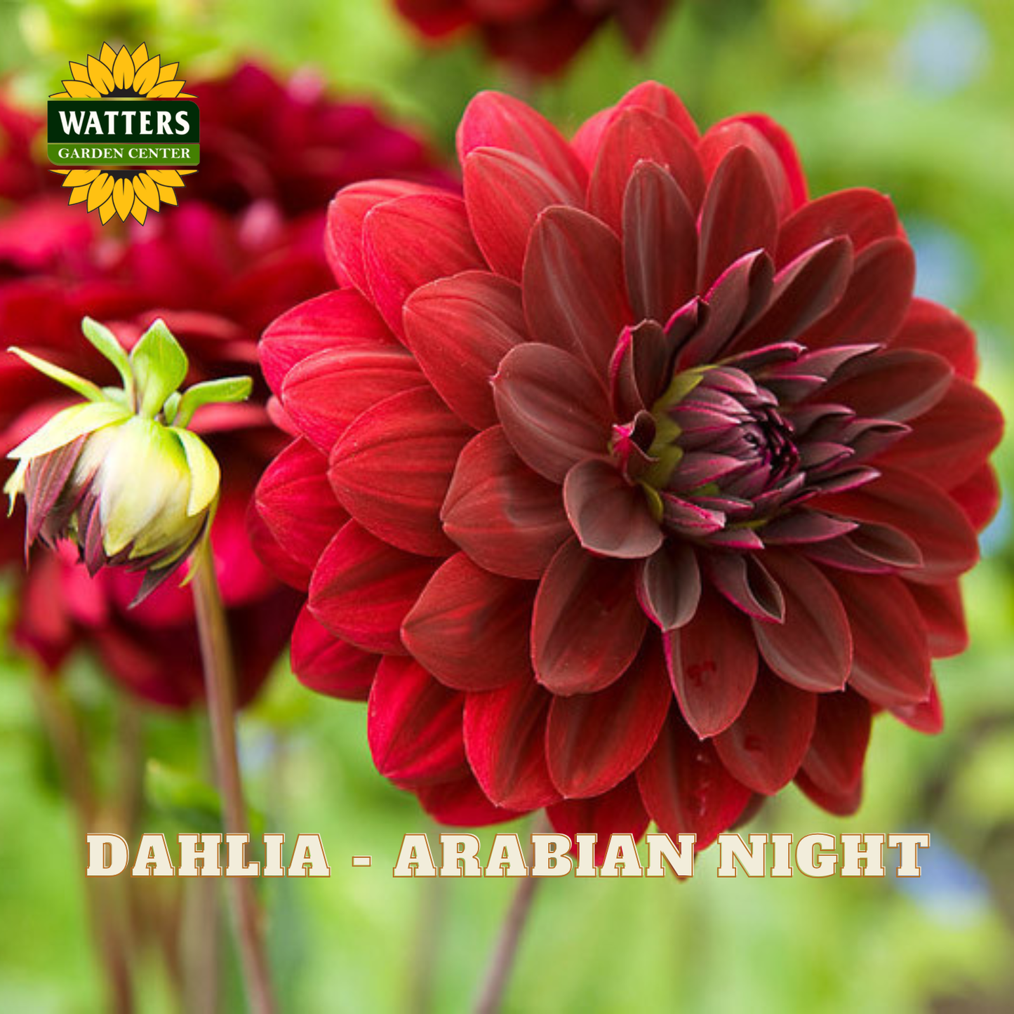 Red dahlia flower with 'Watters Garden Center' logo and 'Dahlia - Arabian Night' text.