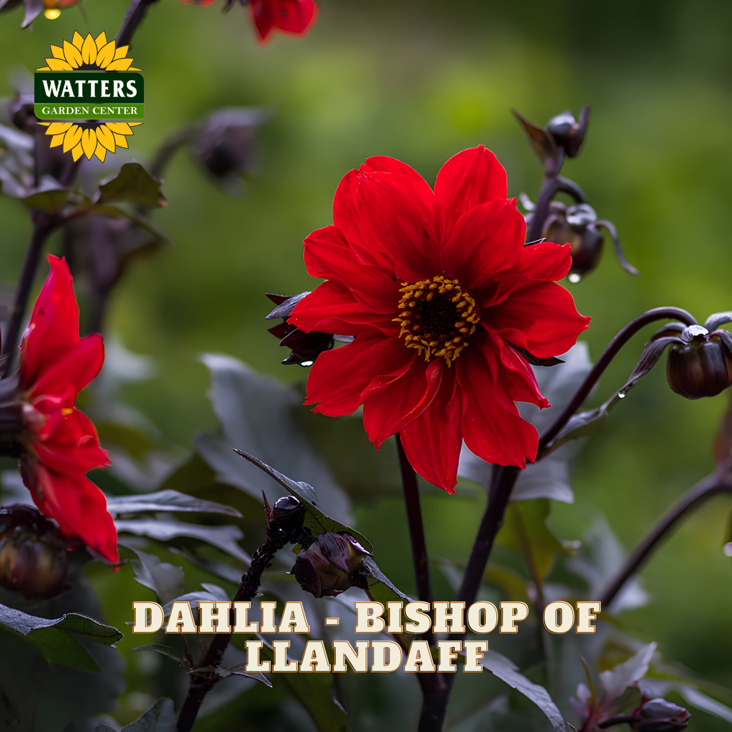 A close-up photograph of a bright red dahlia flower with dark green leaves and buds, set against a soft blurred green garden background. The Watters Garden Centers logo appears in the top-left corner, and the text 'DAHLIA - BISHOP OF LLANDAFF' is overlaid at the bottom.