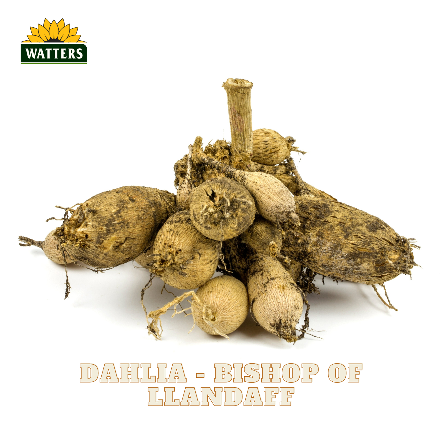 A pile of rough, earthy dahlia tubers with dried roots and stems, displayed on a white background with the Watters logo in the top-left corner and the text 'DAHLIA - BISHOP OF LLANDAFF' at the bottom.