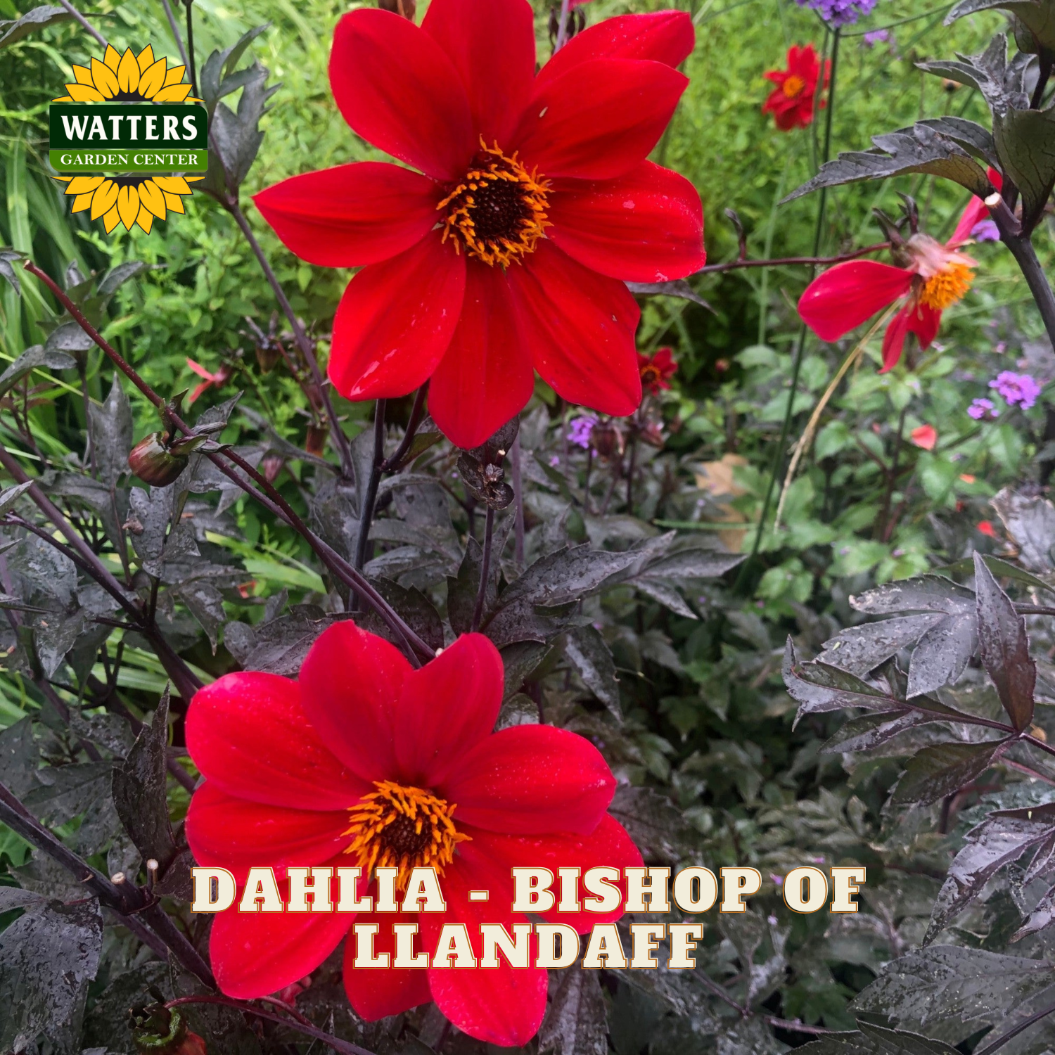 Two bright red Dahlia 'Bishop of Llandaff' flowers with dark burgundy foliage, shown in a garden setting with a Watters Garden Center logo in the top left and text overlay at the bottom.