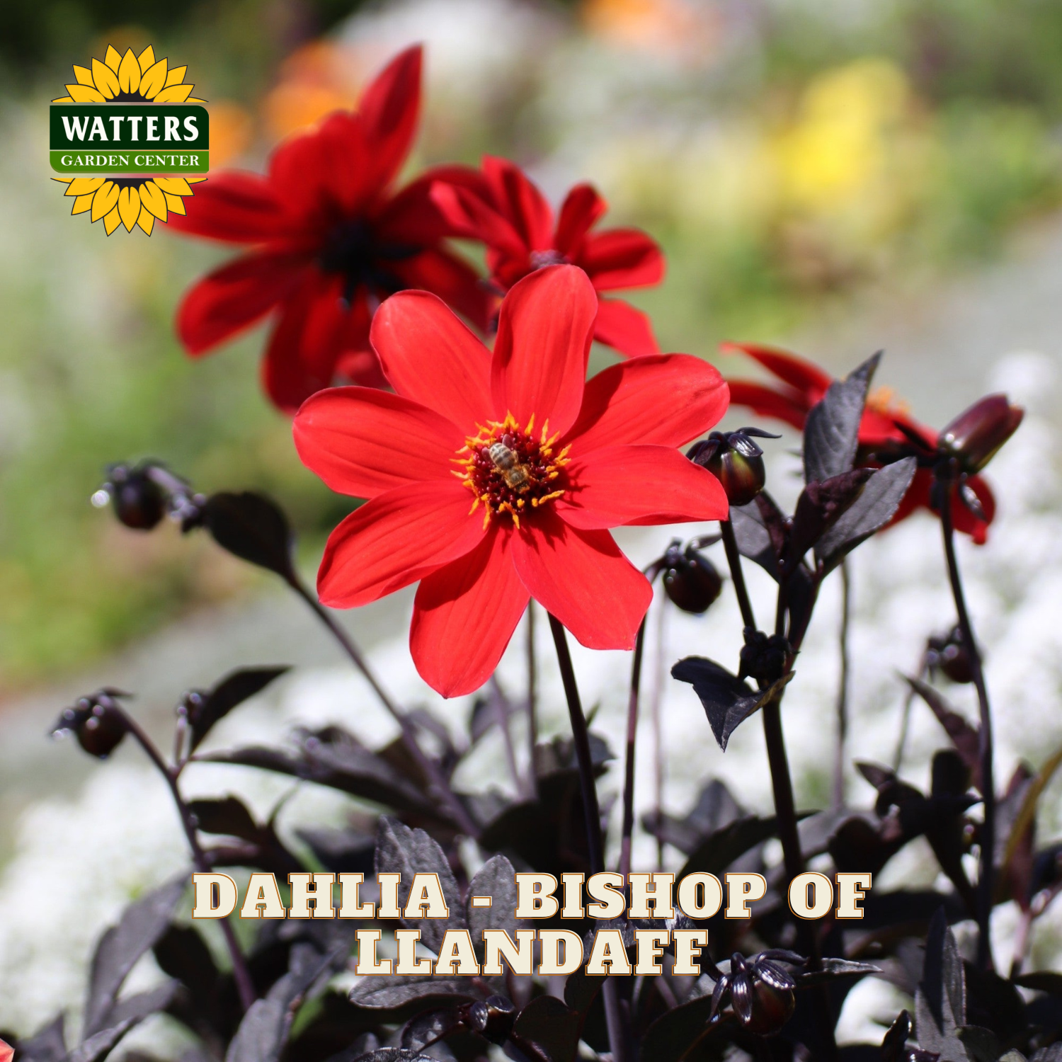 Red Dahlia 'Bishop of Llandaff' flowers in bloom with dark foliage, featuring a Watters Garden Center logo in the top left and text overlay at the bottom.